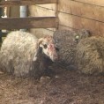Пси луталице поклали овце