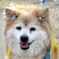 Најстарији пас угинуо у 27. години