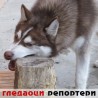 Гледаоци репортери (12. децембар 2011)