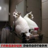 Гледаоци репортери (25. децембар 2011)
