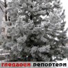Гледаоци репортери (30. децембар 2011)