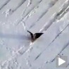 Врана сноубордерка