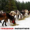 Гледаоци репортери (19. јануар 2012)