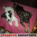 Гледаоци репортери (21. јануар 2012)