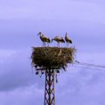 Задња кућа, Србија