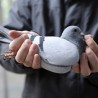 Голуб скупљи од многих фудбалера