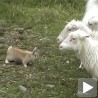 Чистокрвни овчарски зец
