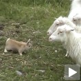 Чистокрвни овчарски зец