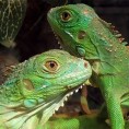 Порториканци истребљују игуане