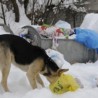 У Прозору вукови једу псе