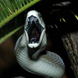 Rts Svet Prirode Crna Mamba