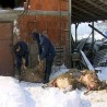 Покољ оваца у Пепељевцу