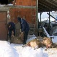 Покољ оваца у Пепељевцу
