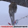 Гледаоци репортери (16. фебруар 2012)