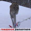 Гледаоци репортери (16. фебруар 2012)