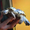 Двоглава корњача са шест ногу