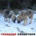 Гледаоци репортери (3. март 2012)