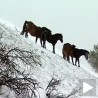Спасавање власинских коња
