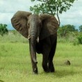 Свет природе: Афрички шумски слон