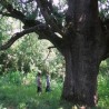 Енциклопедија за радознале