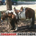 Гледаоци репортери (14. март 2012)