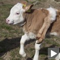 Теле са шест ногу атракција у Швајцарској