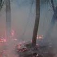 Угашен пожар код Милошевог Дола