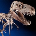 Скелет диносауруса продат за милион долара