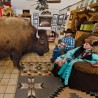 Бизони као кућни љубимци