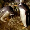 Геј пингвини добили јаје