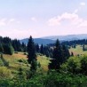 Траг: Голија све голија
