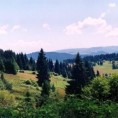 Траг: Голија све голија
