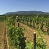 Субвенције подижу винограде у Поцерини
