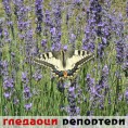 Гледаоци репортери (29. јун 2012)