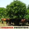 Гледаоци репортери (3. јул 2012)