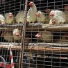 Узбуна у Мексику због птичјег грипа