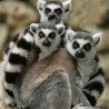Лемури на ивици изумирања!