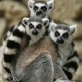 Лемури на ивици изумирања!