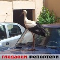 Гледаоци репортери (5. август 2012)
