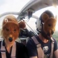 Оптужница због медведића ваздух-земља