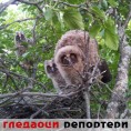 Гледаоци репортери (9. август 2012)