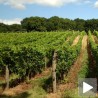 Вршачки виногради јачи од суше