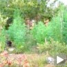 Плантажа марихуане на падинама Козјака