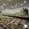 Марихуана у Мусолинијевом тунелу