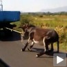 Ухапшен због мучења магарца