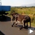 Ухапшен због мучења магарца