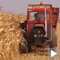 Хоћемо ли увозити кукуруз? 