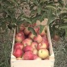 Јабуке јефтиније