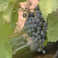 Завршена берба грожђа 