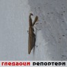 Гледаоци репортери (7. октобар 2012)